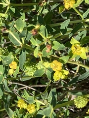 Euphorbia spinosa