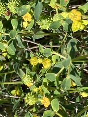 Euphorbia spinosa