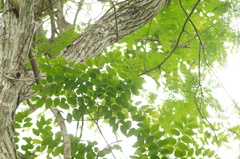 Dalbergia granadillo