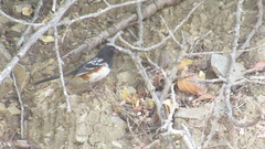 Pipilo maculatus clementae