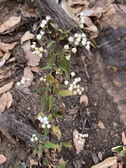 Ageratina paupercula