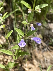 Scutellaria antirrhinoides