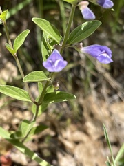 Scutellaria antirrhinoides