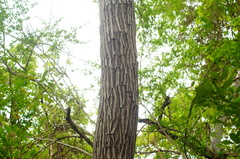 Dalbergia granadillo