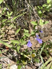 Scutellaria antirrhinoides