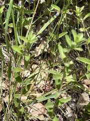 Scutellaria antirrhinoides