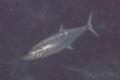 Scomberomorus commerson