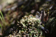 Cladonia peziziformis image