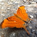 Caribbean Daggerwing - Photo (c) Nick Lindner, some rights reserved (CC BY-NC), uploaded by Nick Lindner