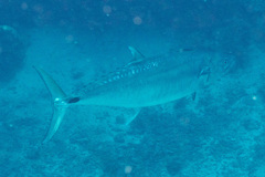 Scomberomorus commerson