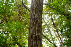 Dalbergia granadillo