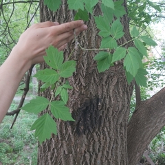 Acer negundo
