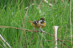 Icterus galbula