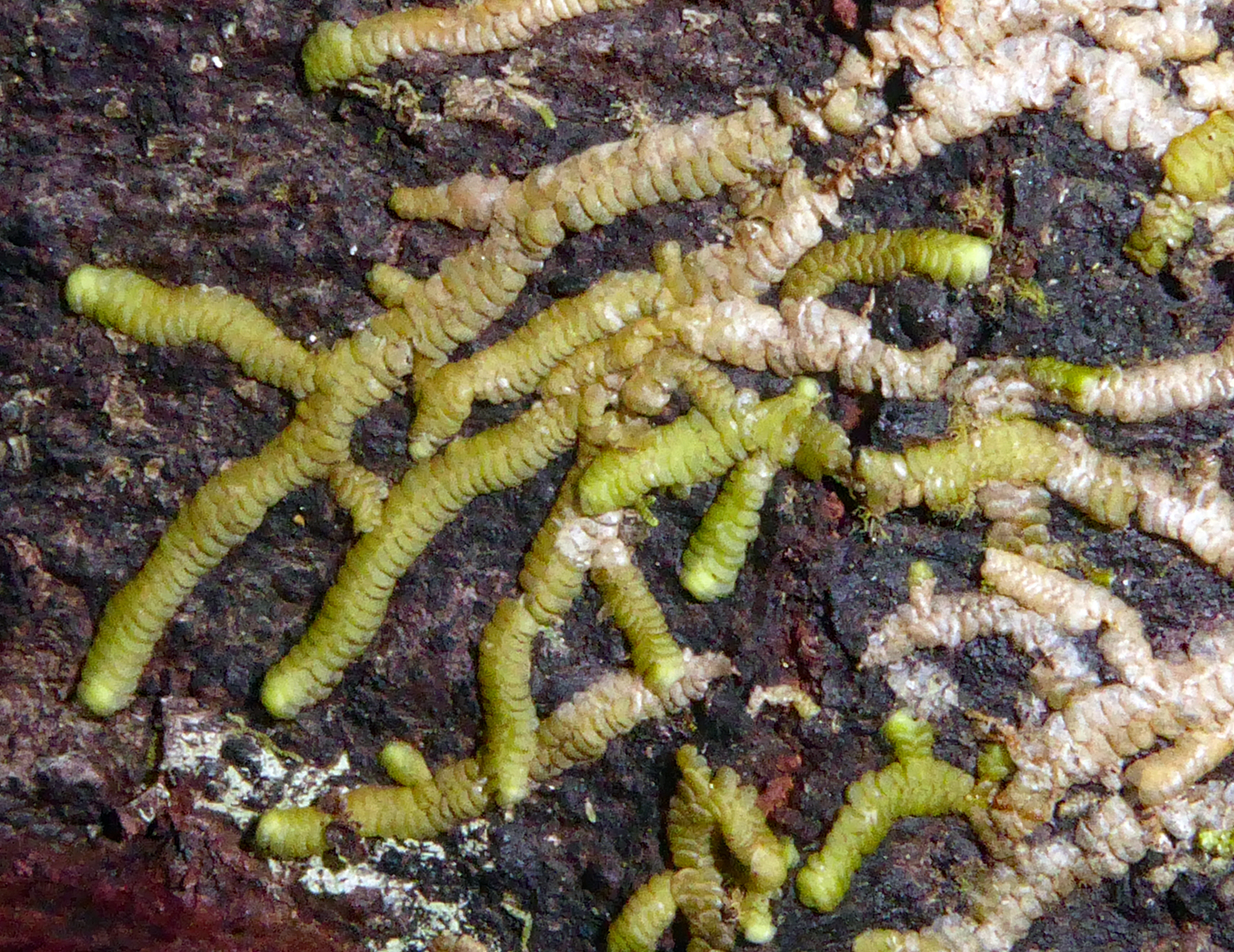 Radula pseudoscripta
