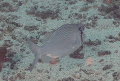 Gymnocranius superciliosus
