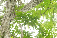 Dalbergia granadillo