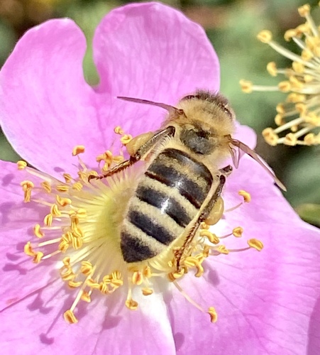iNaturalist observation photo of Western Honey Bee
