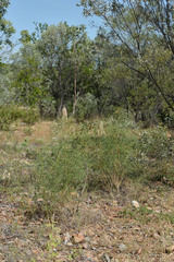 Tephrosia savannicola