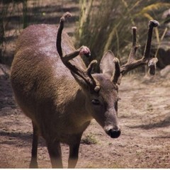 Odocoileus virginianus peruvianus