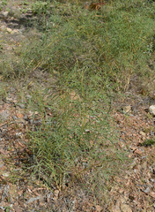 Tephrosia savannicola