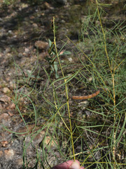 Tephrosia savannicola