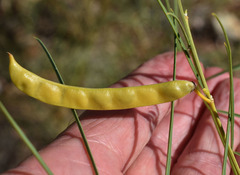 Tephrosia savannicola