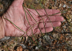 Tephrosia savannicola