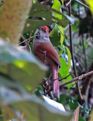 Synallaxis ruficapilla