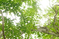 Dalbergia granadillo