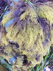 Odonthalia floccosa
