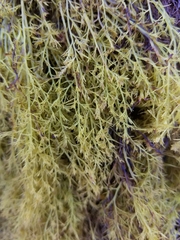 Odonthalia floccosa