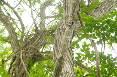 Dalbergia granadillo