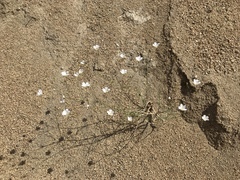 Eremogone macradenia