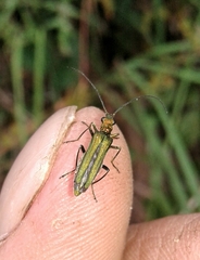 Oedemera nobilis