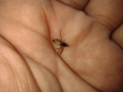 Bibio pomonae