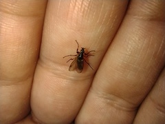 Bibio pomonae