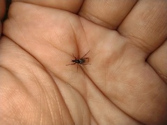 Bibio pomonae