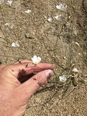 Eremogone macradenia