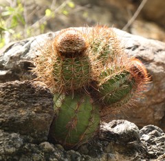 Melocactus harlowii