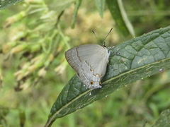 Nicolaea cupa