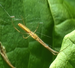 Tetragnatha straminea