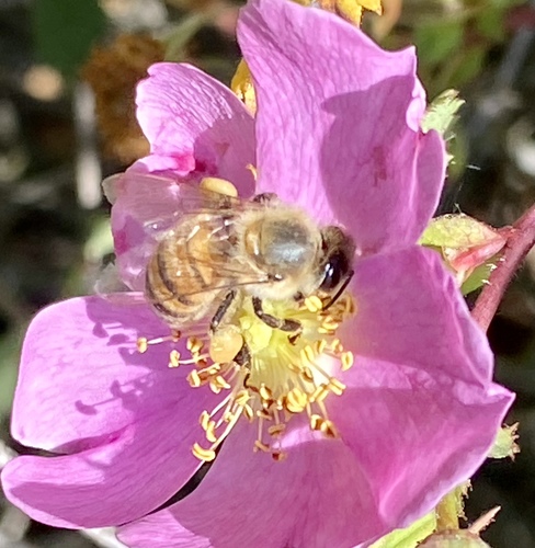 iNaturalist observation photo of Western Honey Bee