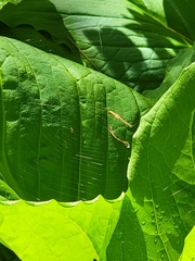 Tetragnatha straminea