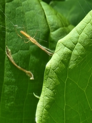 Tetragnatha straminea