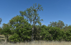 Terminalia subacroptera