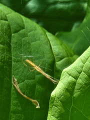 Tetragnatha straminea