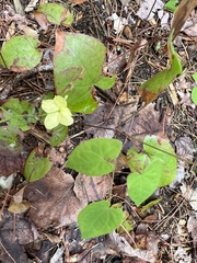 Epimedium × versicolor