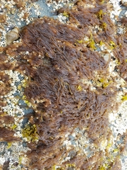 Nemalion elminthoides