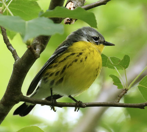 Magnolia Warbler