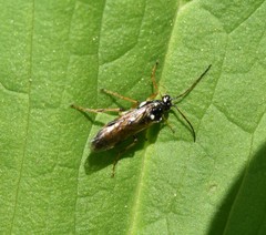 Aglaostigma semiluteum